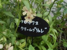 フロックスクリームブリュレ