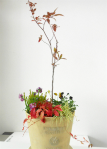 完成した寄せ植え　コバノズイナとツタがメイン