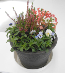 完成した寄せ植え　エリカとパンジーメイン