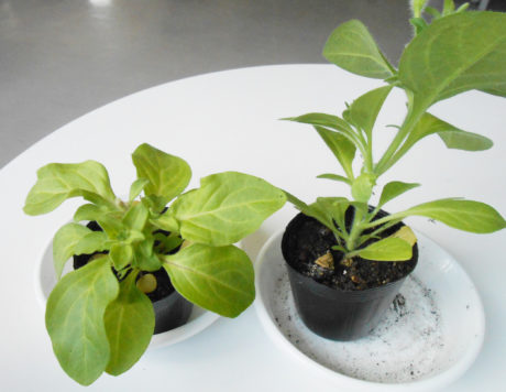 左が摘心した苗、右が摘心せずに育てた苗