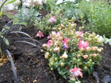 コクリュウとフクシャ