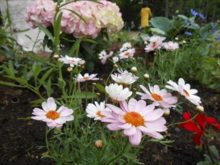 ピンクのアジサイとマーガレットの花