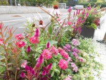 花壇に咲いている花