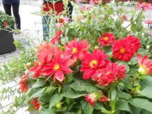 花壇に咲いている花