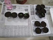 実習で行い、持ち帰るポット