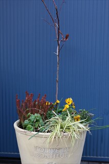 安孫子さんの寄せ植え