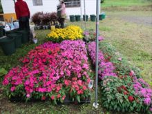 寄植えに使われた植物