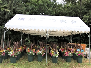 出来上がった寄植え