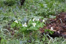 ミヤマエンレイソウの咲いているところ
