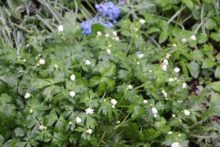 ニリンソウが咲いているところ