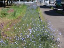 リナリア、アマ、ムシトリナデシコの咲いている様子