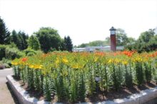 公園入口の豪華なユリ花壇