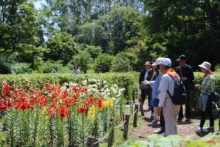珍しい百合の花壇を見学する様子