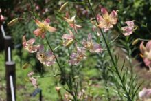 コサージュという品種のユリ