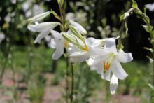 マドンナリリー