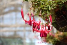 フクシアの展示