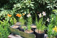 珍しいユリの展示