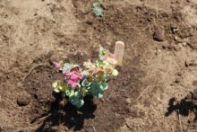 植えた花に自分の名前を書いて挿しておきます