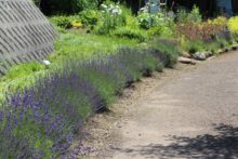 ラベンダーの列植　見ごろまでもう少し