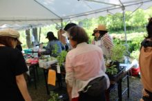 花苗販売コーナー