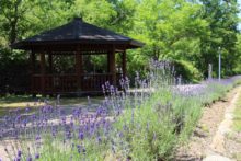 風に揺れるラベンダーと休憩所