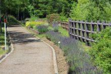 ラベンダーやハーブが続きます