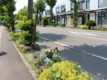 駅前通りやすらぎストリートの植栽