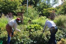 花期の終わった植物を切っているところ
