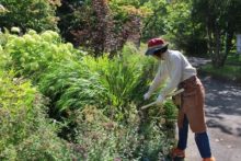 花期の終わった植物を切っているところ