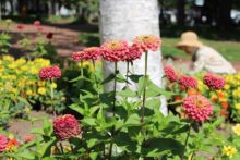 ジニアクィーンバイオレット