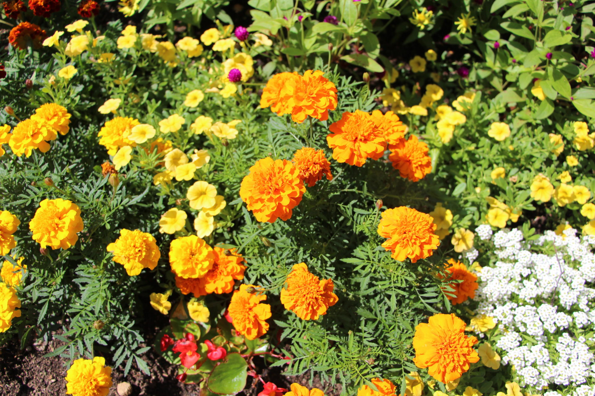 マリーゴールドの花