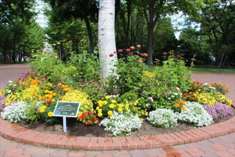 メンテナンスの後の花壇の様子