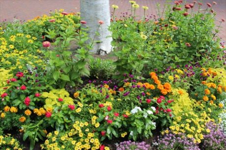 花壇の花