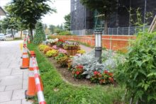 正面玄関の周りの花