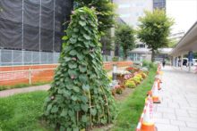 アサガオのツリー仕立て