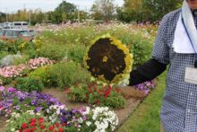 ヒマワリの種の収穫