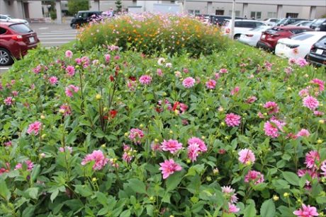 ダリアの咲いている市立病院の駐車場