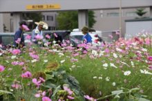 コスモスの咲いているところ