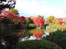 日本庭園のモミジと池