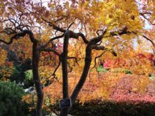 アオシダレモミジの紅葉