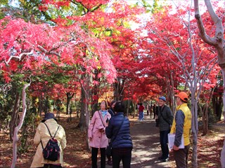 三次郎の会の庭園ガイドの様子