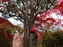 イチイの木からナナカマドの木が生えている