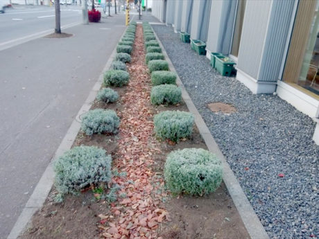 きれいに仮婚れたラベンダーの列植