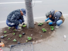 ペットボトルのキャップを目印にパンジーを植えている
