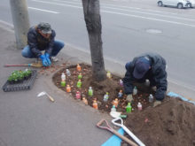 ペットボトルを使って球根とパンジーが重ならないように植えている