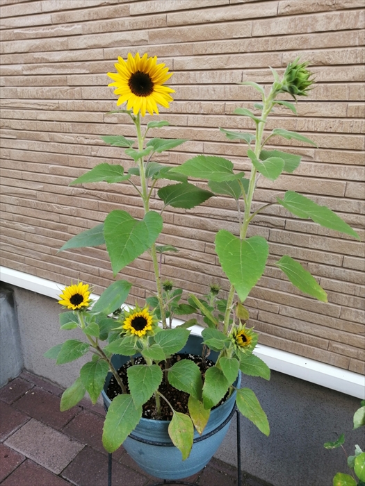 鉢植えで草丈を押さえて栽培したヒマワリ