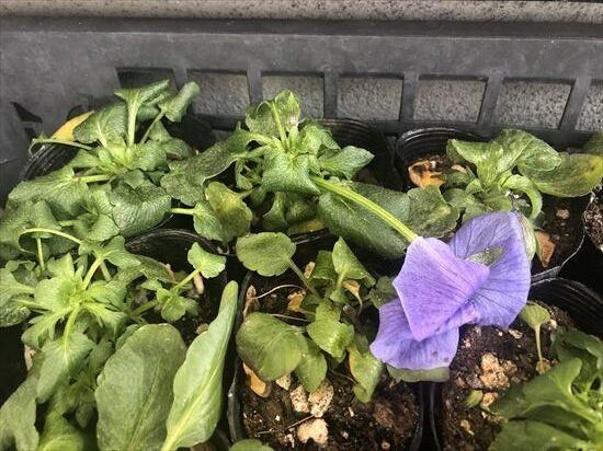 凍ったパンジー