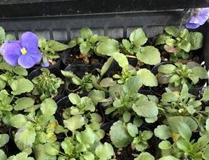 玄関フードのパンジー