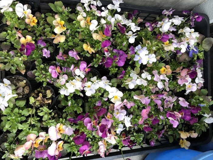 4月の越冬ビオラ