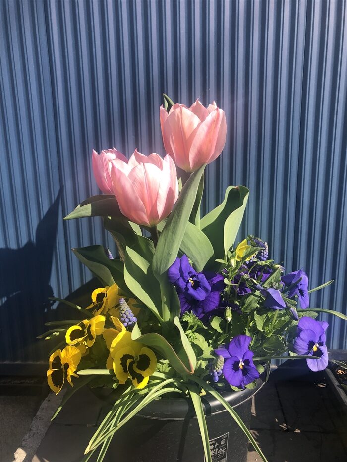 パンジーと球根の寄せ植え